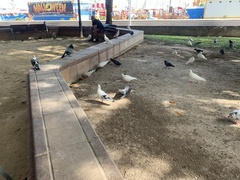 Columba livia domestica