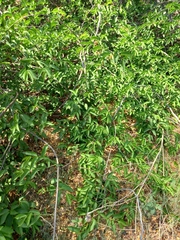 Strophanthus amboensis