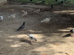 Columba livia domestica