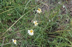 Melampodium leucanthum