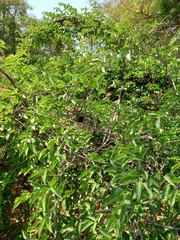 Strophanthus amboensis