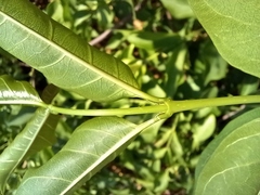 Strophanthus amboensis