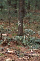 Spiranthes lacera lacera