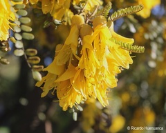Sophora cassioides
