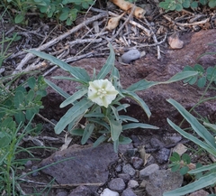 Chamaesaracha coronopus