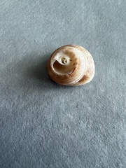 Trochoidea