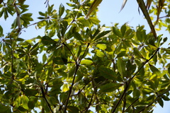Terminalia bentzoe
