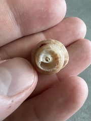 Trochoidea