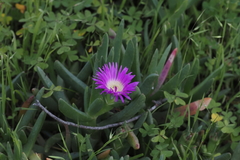 Carpobrotus rossii