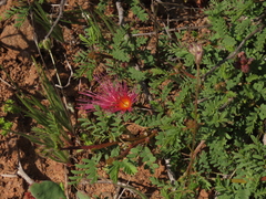 Calliandra chilensis