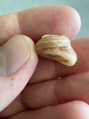 Trochoidea