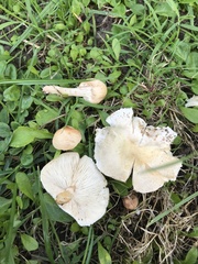 Lepiota oreadiformis