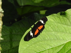 Heliconius hortense