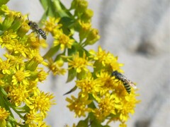 Microbembex monodonta