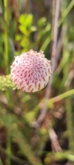 Serruria trilopha