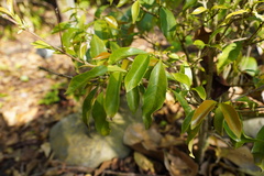 Coffea eugenioides