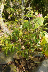 Coffea eugenioides