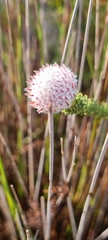Serruria trilopha
