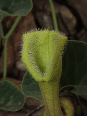 Aristolochia pearcei