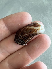 Lamarcka imbricata