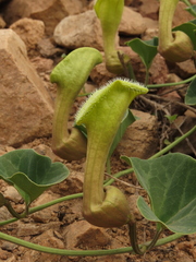 Aristolochia pearcei
