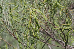 Acacia rigens