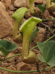 Aristolochia pearcei