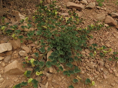 Aristolochia pearcei