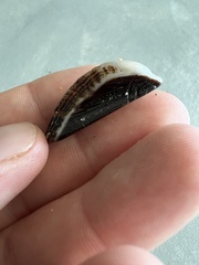 Lamarcka imbricata