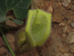 Aristolochia pearcei