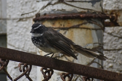 Rhipidura albogularis