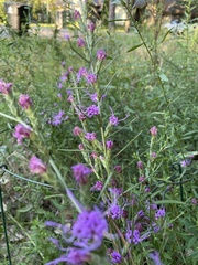 Liatris bracteata