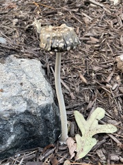 Coprinopsis picacea