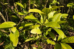 Coffea liberica