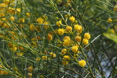 Acacia rigens