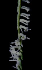 Spiranthes lacera lacera