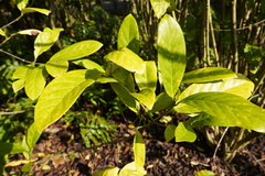 Coffea liberica