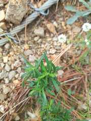 Asteraceae