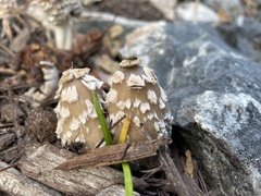 Coprinopsis picacea