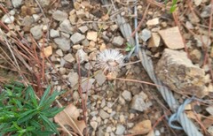 Asteraceae