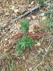 Asteraceae