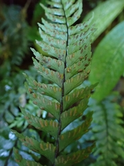 Hymenasplenium pubirhizoma