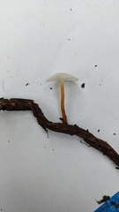 Strobilurus ohshimae