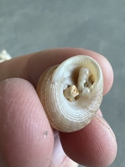 Trochoidea