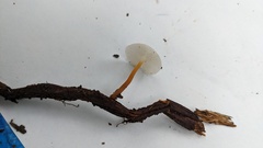 Strobilurus ohshimae