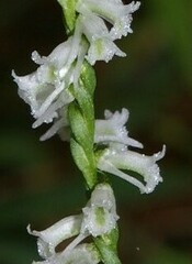 Spiranthes lacera lacera