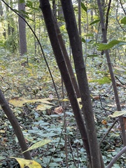 Viburnum setigerum