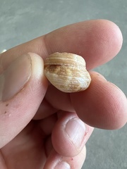 Trochoidea