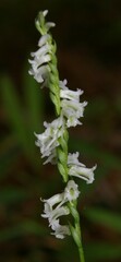 Spiranthes lacera lacera