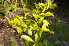 Coffea mauritiana